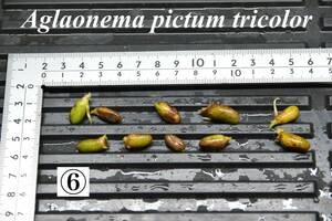 6　Aglaonema　pictum tricolor from South Sumatra アグラオネマ　ピクタム　トリカラー 種10粒