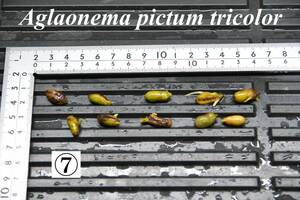 7　Aglaonema　pictum tricolor from South Sumatra アグラオネマ　ピクタム　トリカラー 種10粒
