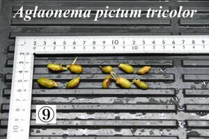 9　Aglaonema　pictum tricolor from South Sumatra アグラオネマ　ピクタム　トリカラー 種10粒