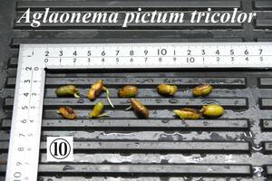 10　Aglaonema　pictum tricolor from South Sumatra アグラオネマ　ピクタム　トリカラー 種10粒