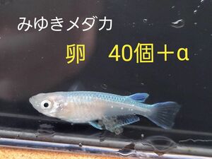 みゆきメダカ　卵40個＋α