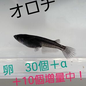 オロチ　メダカ　有精卵　30個+α　＋10個！