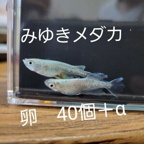 みゆきメダカ　卵40個＋α