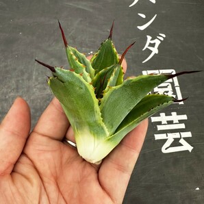 R85【パンダ園芸】多肉植物アガべ ポタトラム  キュービック錦 覆輪斑 大子株 の画像8