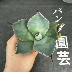 A65【パンダ園芸】多肉植物 アガベ パリー トランカータ 