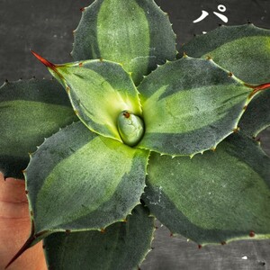 A78【パンダ園芸】 アガベ パリー　ホーチエンシス　極上斑　斑入り　吉祥天錦　Agave parryi f.variegata 特選優良強棘株　