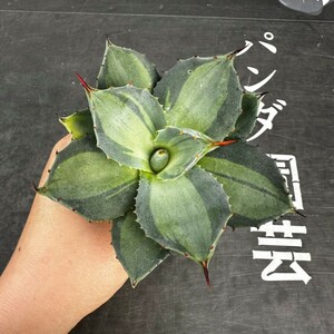 A79【パンダ園芸】 アガベ パリー　ホーチエンシス　極上斑　斑入り　吉祥天錦　Agave parryi f.variegata 特選優良強棘株　