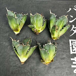 A85【パンダ園芸】アガベ 多肉植物 チタノタ 白鯨　超極上棘優良血統狂刺美株 胴切り天芽大子株5株