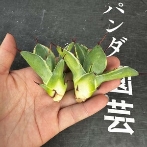 A90【パンダ園芸】多肉植物アガべ ポタトラム　 キュービック錦 覆輪斑 2株