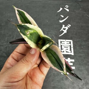 B23【パンダ園芸】 アガベ チタノタ スナグルトゥース 暴牙 メリクロン株 発根済み