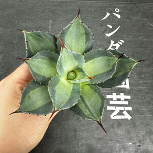 B42【パンダ園芸】 アガベ パリー　ホーチエンシス　極上斑　斑入り　吉祥天錦　Agave parryi f.variegata 特選優良強棘株　