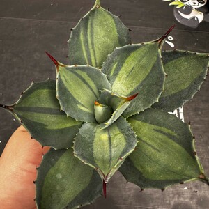 C44【パンダ園芸】 アガベ パリー　ホーチエンシス　極上斑　斑入り　吉祥天錦　Agave parryi f.variegata 特選優良強棘株　