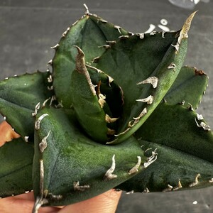 E2 【パンダ園芸】 特選 アガベ チタノタ柊月 agave titanota holly moon