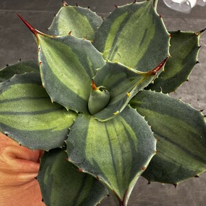 E4 【パンダ園芸】 アガベ パリー　ホーチエンシス　極上斑　斑入り　吉祥天錦　Agave parryi f.variegata 特選優良強棘株　