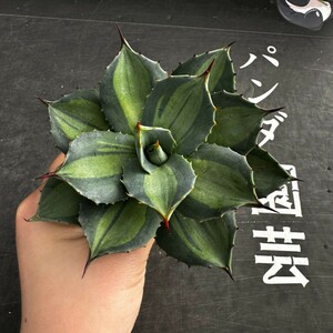 F49【パンダ園芸】 アガベ パリー　ホーチエンシス　極上斑　斑入り　吉祥天錦　Agave parryi f.variegata 特選優良強棘株　