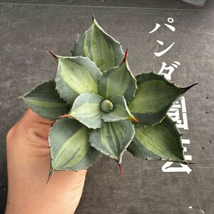 F50【パンダ園芸】 アガベ パリー　ホーチエンシス　極上斑　斑入り　吉祥天錦　Agave parryi f.variegata 特選優良強棘株　