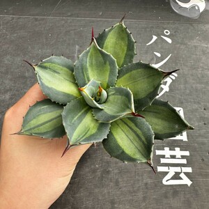 F78【パンダ園芸】 アガベ パリー　ホーチエンシス　極上斑　斑入り　吉祥天錦　Agave parryi f.variegata 特選優良強棘株　