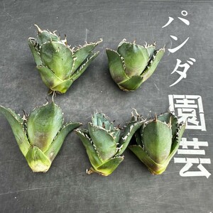 G35【パンダ園芸】アガベ 多肉植物 チタノタ 白鯨　超極上棘優良血統狂刺美株 胴切り天芽大子株5株