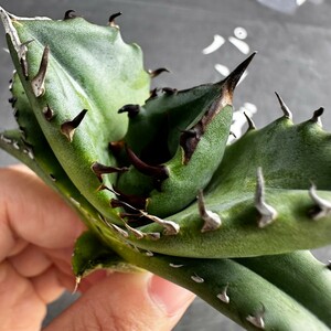 G52【パンダ園芸】発根済 稀少 アガベ チタノタ 翼竜 agave titanota pteranodon