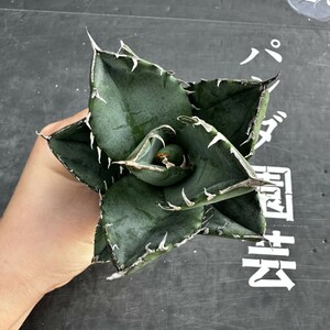 H22【パンダ園芸】 特選 アガベ チタノタ柊月 agave titanota holly moon