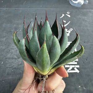 H40【パンダ園芸】特選 アガベ 多肉植物 マンガベ プレイングハンズ ‘Praying Hands’ 極上株 激レア！ 