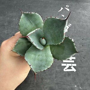 H51【パンダ園芸】多肉植物 アガベ パリー トランカータ 
