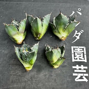 H83【パンダ園芸】アガベ 多肉植物 チタノタ 白鯨　超極上棘優良血統狂刺美株 胴切り天芽大子株5株