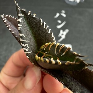 H90【パンダ園芸】発根済 アガベ チタノタ 金剛 子株 agave kingkong メリクロン株