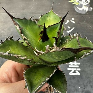 J52[ Panda садоводство ] агава суккулентное растение chitanota Shark so-do. рыба .melik long АО чуть более . первоклассный АО 