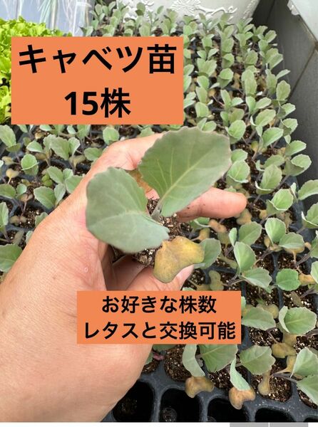 キャベツ苗×15 無農薬
