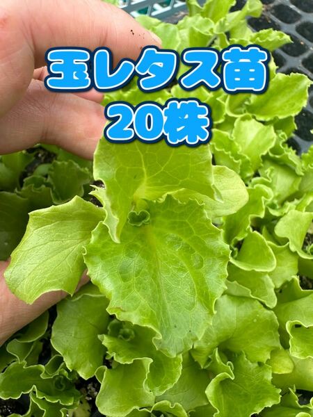 玉レタス苗×20 無農薬