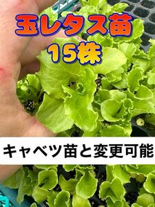 玉レタス苗×15 無農薬