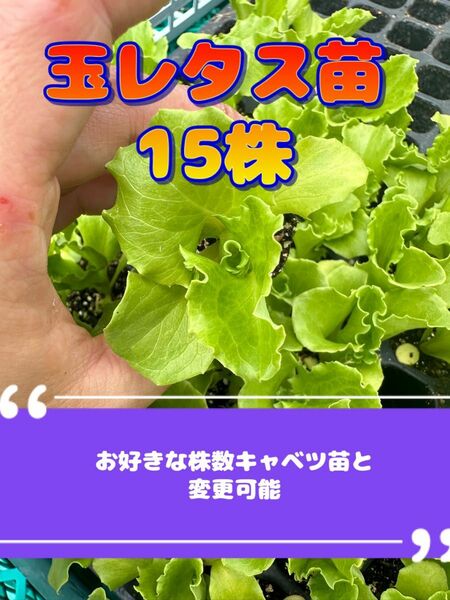 玉レタス苗×15 無農薬