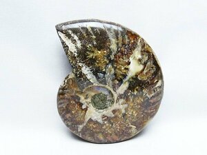 銀座東道◆超レア極品天然AAAアンモナイト化石[T723-1663]