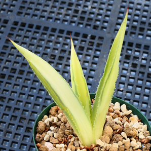 多肉植物 アガベ ポタトラム キュービック 錦 中斑 D20 珍品 希少 Agave potatorum 'Cubic' f.variegataの画像4