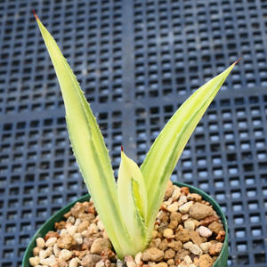 多肉植物 アガベ ポタトラム キュービック 錦 中斑 D20 珍品 希少 Agave potatorum 'Cubic' f.variegata