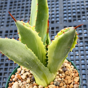 多肉植物 アガベ ポタトラム キュービック 錦 覆輪 E7 珍品 希少 Agave potatorum 'Cubic' f.variegata