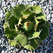 多肉植物 特大 アガベ チタノタ フィリグリー 圓葉拇指 Y04 特選 親株 Agave titanota filigree._画像2