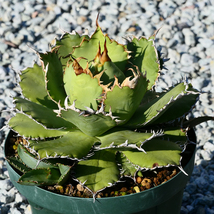 多肉植物 特大 アガベ チタノタ フィリグリー 圓葉拇指 Y04 特選 親株 Agave titanota filigree._画像3