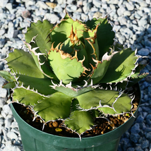 多肉植物 特大 アガベ チタノタ フィリグリー 圓葉拇指 Y04 特選 親株 Agave titanota filigree._画像4