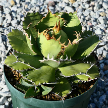 多肉植物 特大 アガベ チタノタ フィリグリー 圓葉拇指 Y04 特選 親株 Agave titanota filigree._画像6