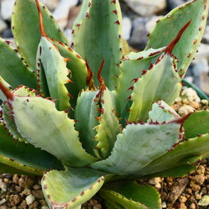 多肉植物 アガベ ポタトラム キュービック 錦 覆輪 Z02 珍品 希少 Agave potatorum 'Cubic' f.variegataの画像7