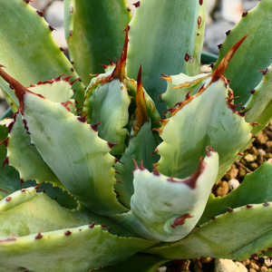 多肉植物 アガベ ポタトラム キュービック 錦 覆輪 Z05 珍品 希少 Agave potatorum 'Cubic' f.variegata