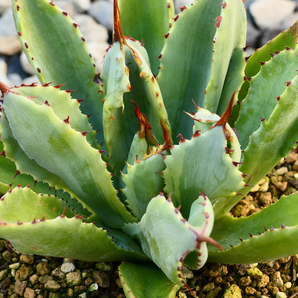 多肉植物 アガベ ポタトラム キュービック 錦 覆輪 Z06 珍品 希少 Agave potatorum 'Cubic' f.variegataの画像5