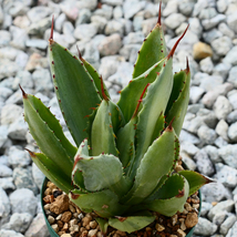 多肉植物 アガベ ポタトラム キュービック 錦 中斑 F5 珍品 希少 Agave potatorum 'Cubic' f.variegata_画像1