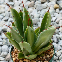 多肉植物 アガベ ポタトラム キュービック 錦 中斑 F5 珍品 希少 Agave potatorum 'Cubic' f.variegata_画像2