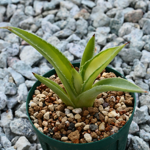 多肉植物 アガベ ポタトラム キュービック 錦 中斑 F9 珍品 希少 Agave potatorum 'Cubic' f.variegata