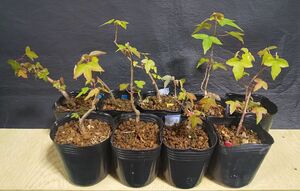  bonsai / garden tree * maple / maple * 9 pcs set [ shohin bonsai / legume bonsai / material ]
