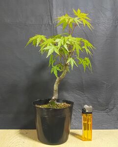  бонсай / садовое дерево *momiji* 315[ shohin bonsai / бобы бонсай / материалы ]