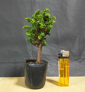  bonsai / garden tree * stone . hinoki * E[ shohin bonsai / legume bonsai / material ]